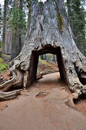 USA-narodne-parky-Sequoia